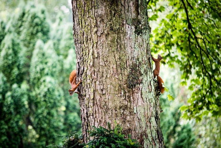 Naturen i København skal have det bedre. Det skal et nyt samarbejde sikre. Her et par af Assistens Kirkegård.s beboere. Foto: Cicilie S. Andersen/POLFOTO