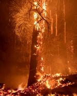 Hvad siger ilden os om kultur lige nu? Billedet er fra 11. september i år, taget af ilden i Angeles National Forest ved Los Angeles i Californien.  Foto: David Mcnew/Ritzau Scanpix