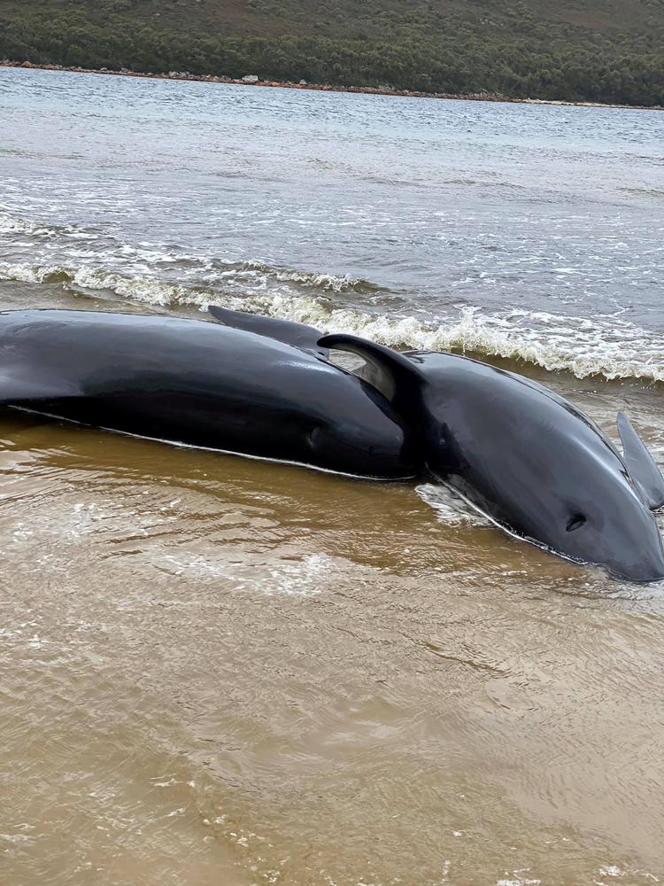 Døde grindehvaler i Tasmanien.  Foto: Bilal Rashid/Ritzau Scanpix