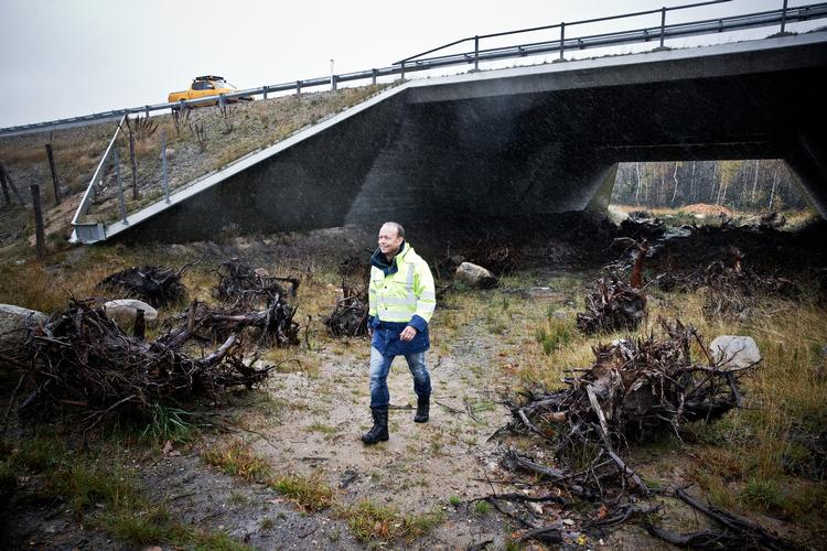 En faunapassage under en motorvej er med til at sikre, at dyr som kronvildt ikke 'hegnes' ind af vejen. Arkivfoto. Foto: Casper Dalhoff/POLFOTO