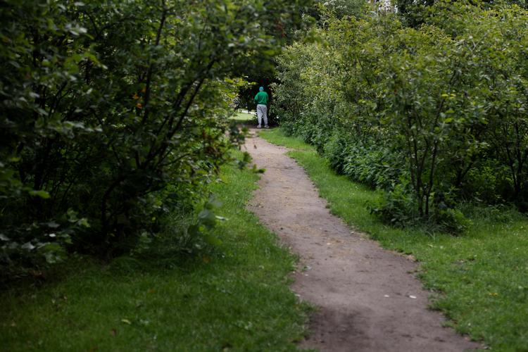 På opfordring fra Københavns Politi har kommunen klippet bunden af buske i Nørrebroparken, hvor pushere tidligere har skjult deres hashhandel. Foto: Andreas Merrald/POLFOTO