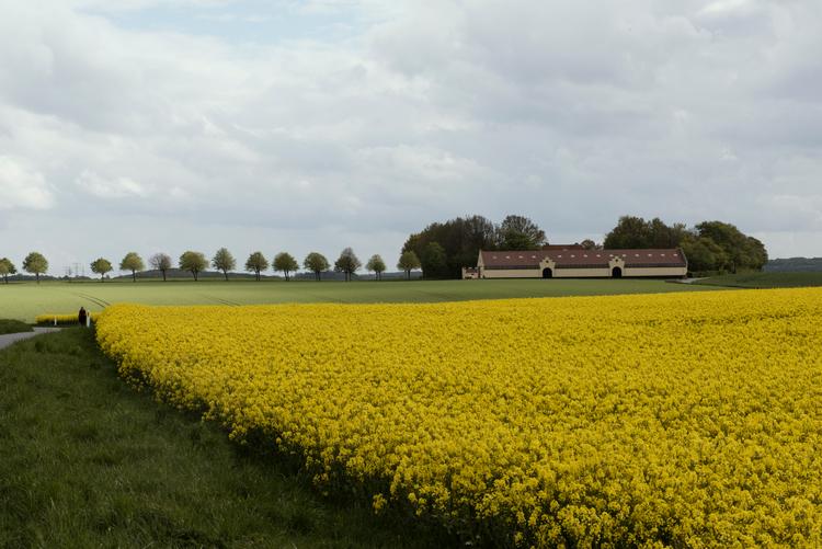 De danske rapsmarker er allerede leverandører til benzintankene. I et oplæg fra regeringen satses der heftigt på denne type brændstoffer. Foto: Morten Lau-nielsen/Morten Lau-Nielsen