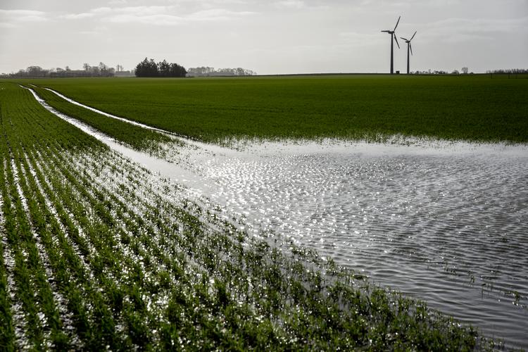Der er masser af lavtliggende landbrugsjord i Danmark, hvor ophør af dyrkning vil give en klimagevinst. Landbruget står for omkring en fjerdedel af den danske klimabelastning.  Foto: Mads Nissen/POLFOTO