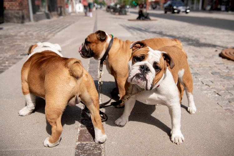 Beboere i Valby skal i øjeblikket være ekstra opmærksomme på skjulte fælder med knive, der har gjort skade på hunde. Foto: Peter Hove Olesen/POLFOTO