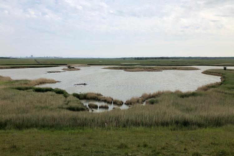 Foto: Tina Krongaard