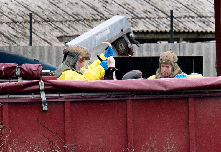 Medarbejdere fra Fødevarestyrelsen og Beredskabsstyrelsen begyndte aflivningen af over en million mink torsdag den 8. oktober 2020. Minkene bliver aflivet ved at gasse dem med kuldioxid i en kasse. Foto: Henning Bagger/Ritzau Scanpix