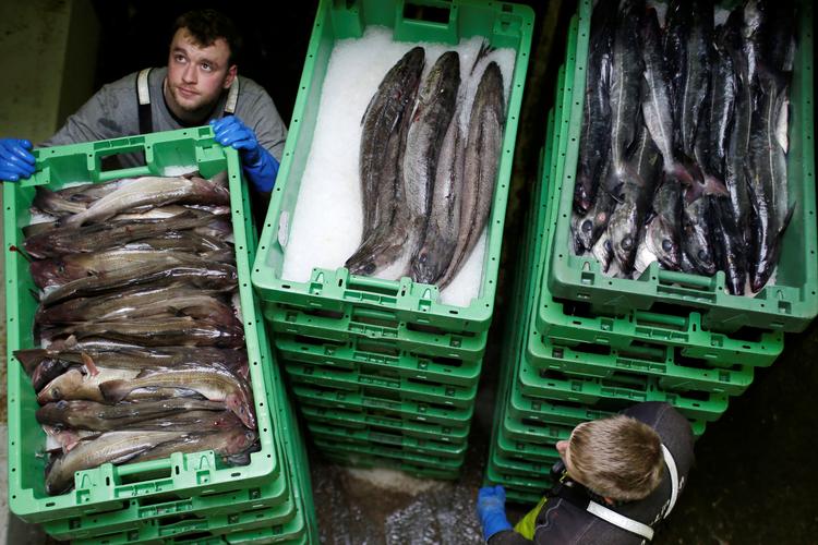 Fiskere fra Thyborøn ved fortsat ikke, om de kan fiske i britiske farvande fra nytår.  Foto: Andrew Kelly/Ritzau Scanpix