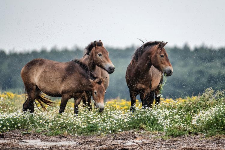 I dag går en gruppe på cirka 60 heste af racen Exmoor rundt i området mellem Dovns Klint og Søgård på Sydlangeland. Fire af dem flytter nu til Amager. Foto: Per Rasmussen/POLFOTO