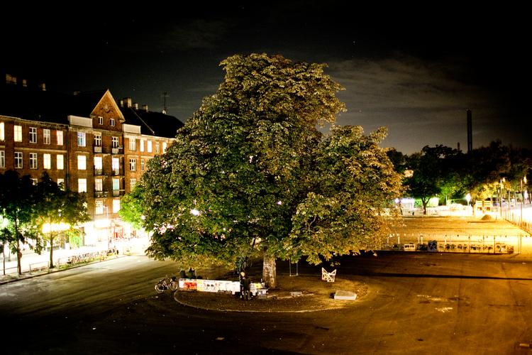 Da dette træ på Enghave Plads skulle fældes, vakte det mange protester. Arkivfoto Mathias Christensen