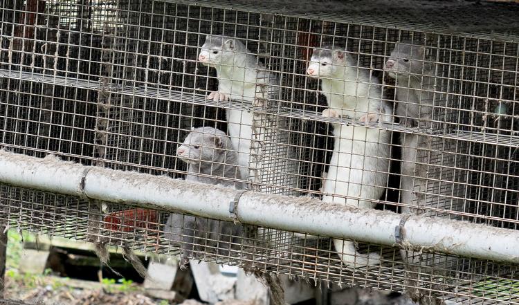 Foto: Henning Bagger/Ritzau Scanpix