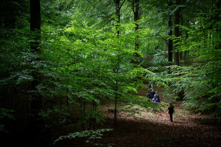 'Skovbadning', som dækker over, at man opholder sig i skoven med et terapeutisk formål, er et af de 45 nye ord og udtryk, som nu optræder i onlineordbogen ’Nye ord i dansk'. Arkivfoto Jens Hartmann Schmidt