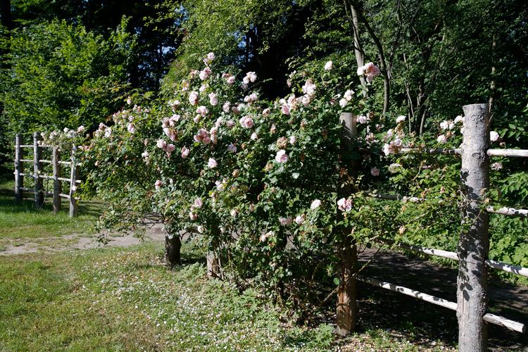 Ryge anbefaler, at man sprøjter sine roser forebyggende i kampen mod stråleplet  Foto: Morten Langkilde/POLFOTO