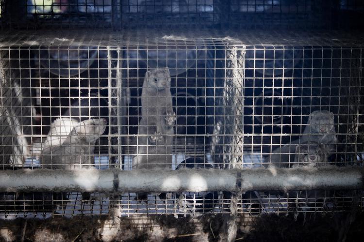 Udbredt coronasmitte i landets minkbesætninger er en meget, meget alvorlig situation, sagde faglig direktør i Statens Serum Institut, Kåre Mølbak på et pressemøde i dag. Foto: Marius Renner/POLFOTO