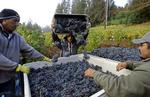 85-90 procent af al amerikansk vin produceres i Californien, men andre stater kan også. Arkivfoto Eric Risberg
