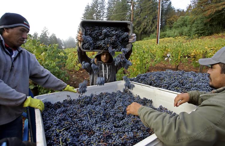 85-90 procent af al amerikansk vin produceres i Californien, men andre stater kan også. Arkivfoto Eric Risberg