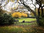 Også i Ørstedsparken i København er det tid til at lade falde, hvad ej kan slå. Og lade naturen gå sin gang. Måske det bedste, der er sket i 2020? Foto: Per Munch