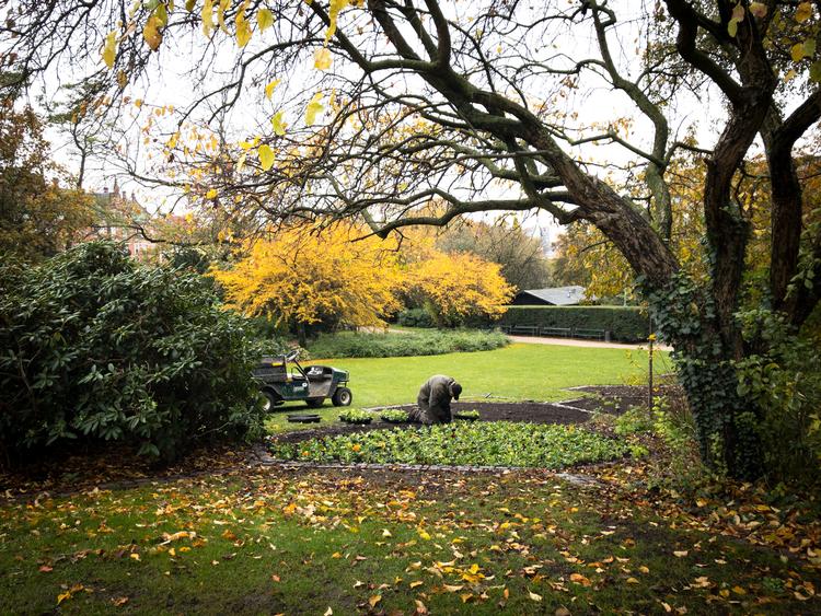 Også i Ørstedsparken i København er det tid til at lade falde, hvad ej kan slå. Og lade naturen gå sin gang. Måske det bedste, der er sket i 2020? Foto: Per Munch