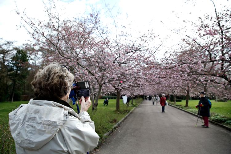 Kirsebærtræerne på Bispebjerg Kirkegård er hvert forår et yndet udflugtsmål for mange københavnere. Foto: Jens Dresling/POLFOTO