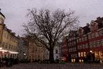 Partnerskabstræerne er 2-3 meter høje, når de leveres, og altså (endnu) ikke helt lige så store som træet på Gråbrødre Torv i København. Foto: Peter Hove Olesen/POLFOTO