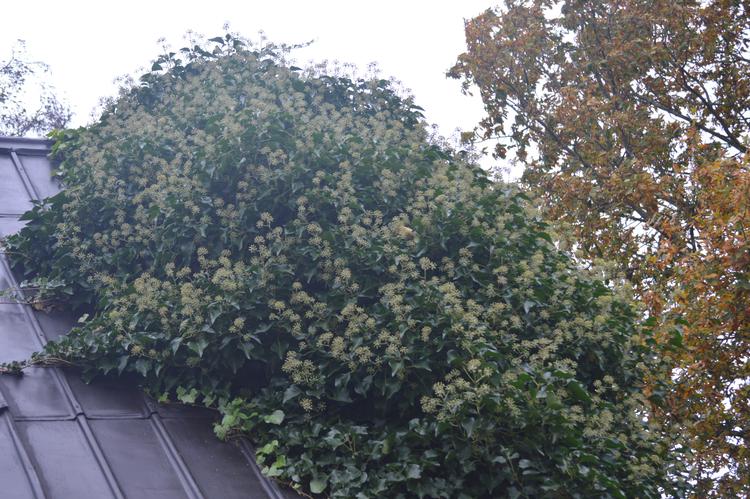 Selv om efeuens blomster ikke er overdådige, får selv sovende bier hurtigt færten af blomsternes nektar. Foto: Søren Ryge Petersen