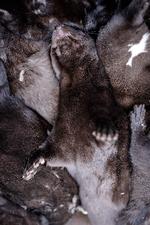 Myndighederne ønsker samtlige danske mink aflivet på 10 dage.   Foto: Marius Renner/POLFOTO