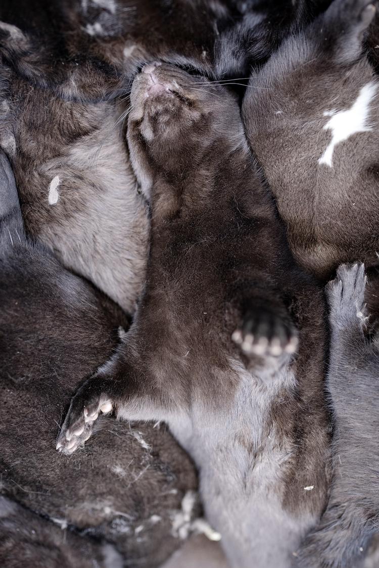 Myndighederne ønsker samtlige danske mink aflivet på 10 dage.   Foto: Marius Renner/POLFOTO
