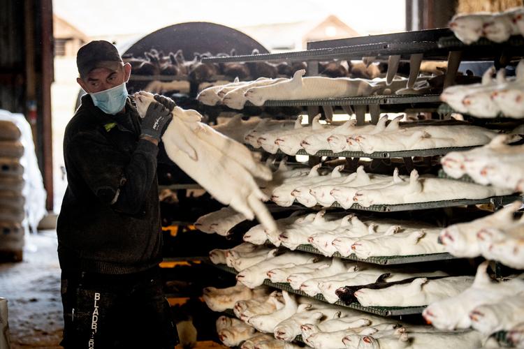 Statsministeren har varslet, at der torsdag kommer nye restriktioner til nordjyske kommuner med minksmitte. Foto: Johan Gadegaard/Ritzau Scanpix