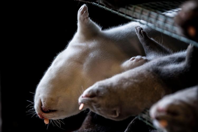 Foto: Johan Gadegaard/Ritzau Scanpix