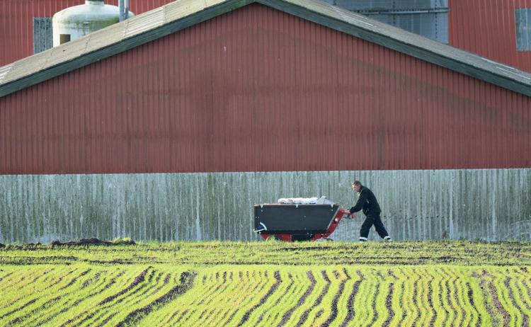 Alle mink i Danmark skal slås ihjel for at standse coronasmitte mellem gårdene. Samtidig indfører regeringen restriktioner i det nordjyske. Foto: Henning Bagger/Ritzau Scanpix