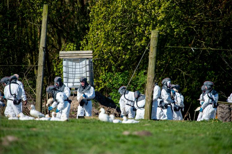 Billedet er fra 2018, hvor 20.000 ænder blev aflivet på grund af fugleinfluenza i Vinderup i Jylland.  Foto: René Schütze/Fotograf René Schütze