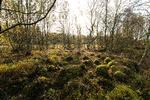 I dag er der både skov, landbrug og natur i Hals Mose, som før dræningen var en højmose. Den tilstand skal genskabes. Foto: Jesper Edvardsen - Contineo