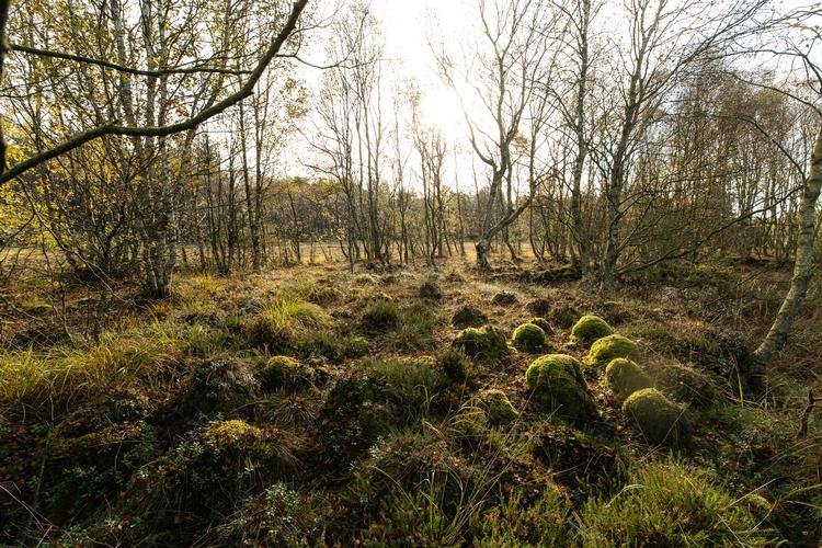 I dag er der både skov, landbrug og natur i Hals Mose, som før dræningen var en højmose. Den tilstand skal genskabes. Foto: Jesper Edvardsen - Contineo