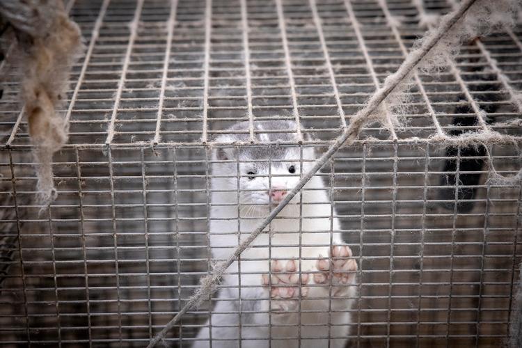 Mink i Brovst er blandt dem, der skal slås ned. Foto: Casper Dalhoff/Casper Dalhoff