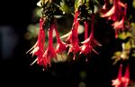 Fuchsiaen kan ikke overleve vinteren i en potte udenfor, så den skal stilles frostfrit til foråret.   Foto: Johan Mikkelsen/POLFOTO