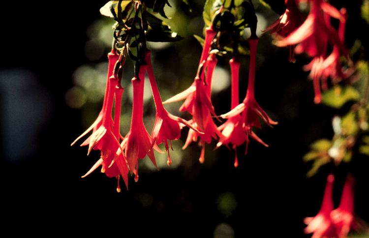Fuchsiaen kan ikke overleve vinteren i en potte udenfor, så den skal stilles frostfrit til foråret.   Foto: Johan Mikkelsen/POLFOTO