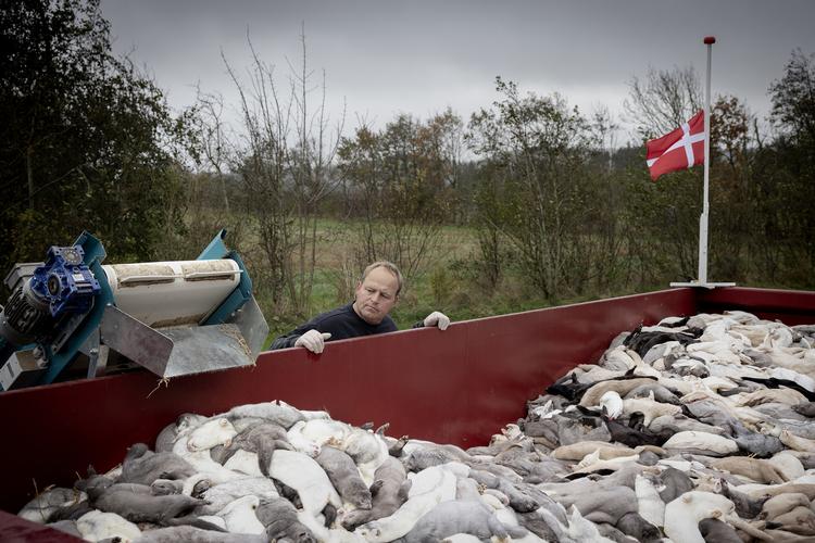 Minkavler Erik Thomsen fra Brovst under arbejdet med at aflive sine mink. Han ville selv lukke ned for det, han i 16 år har investeret tid og kræfter i.  Foto: Casper Dalhoff/Casper Dalhoff