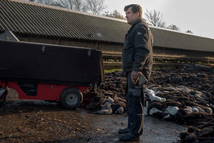 Hvert eneste bur på minkavler Erik Westergaards farm står nu tomt. Myndighederne kommer og tjekker, at han ikke har gemt nogen avlsdyr nogen steder.  