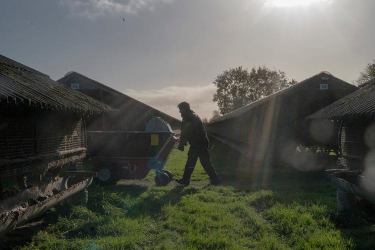 Selv hvis det skulle vise sig muligt at bevare avlsmink, vil genstart af erhvervet ifølge ekspert blive svært. Foto: Cathrine Kjærø Ulf Ertmann