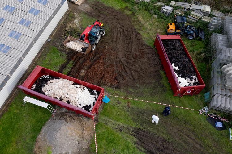Billedet er ikke fra Hanne Kristensens minkfarm.  Foto: Casper Dalhoff/Casper Dalhoff