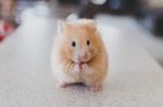 Listen har udset sig en ny fjende: Guldhamsteren! Foto: Ricky Kharawala/Unsplash
