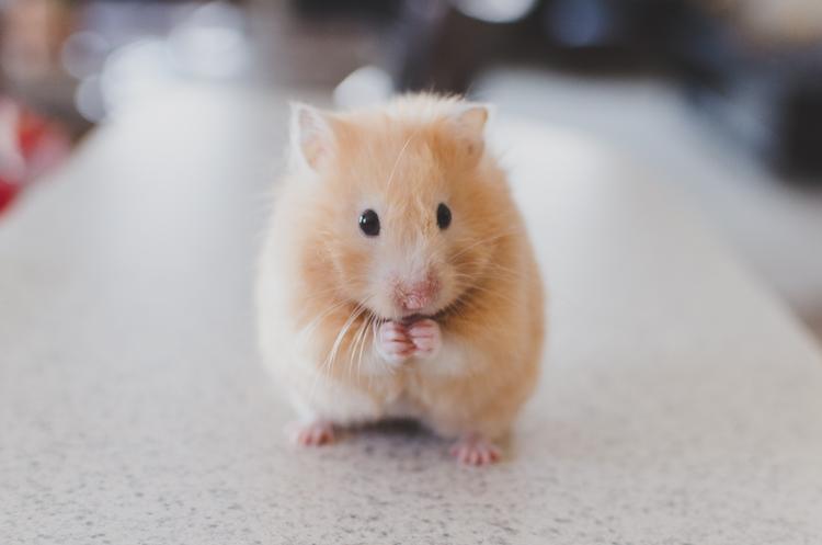 Listen har udset sig en ny fjende: Guldhamsteren! Foto: Ricky Kharawala/Unsplash