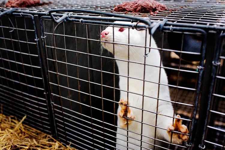 Foto: Per Folkver/POLFOTO