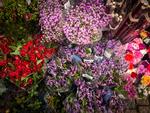 Død over dusken. Der er ingen grund til at slæbe afskårne blomster ind i folks hjem, bare fordi de har været så venlige at lave mad til dig.   Foto: Per Munch
