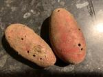 En læsers kartofler er under angreb. Privatfoto 