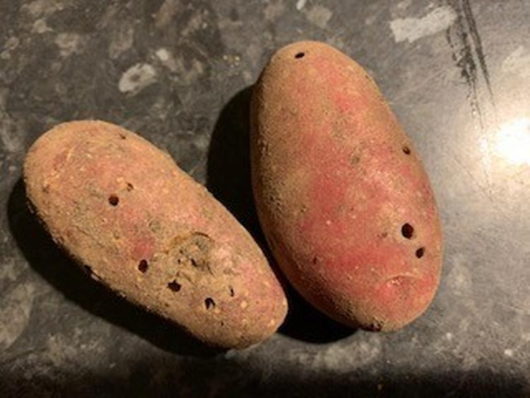 En læsers kartofler er under angreb. Privatfoto 