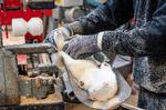 Minkavlere, som ikke har smitte på deres farm eller hvis farm ligger op til 7,8 kilometer fra en farm, hvor der er fundet coronavirus må bruge minkens pels.  Foto: John Randeris/Ritzau Scanpix