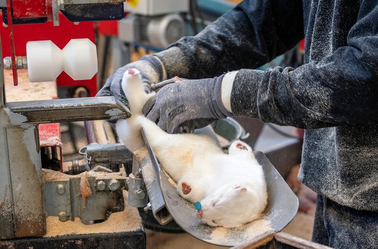 Minkavlere, som ikke har smitte på deres farm eller hvis farm ligger op til 7,8 kilometer fra en farm, hvor der er fundet coronavirus må bruge minkens pels.  Foto: John Randeris/Ritzau Scanpix