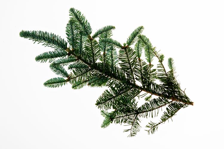 Christian Jensen skriver julekort til Politikens læsere og opfordrer læserne til selv at skrive et julekort til dem, de holder af Foto: Valdemar Ren