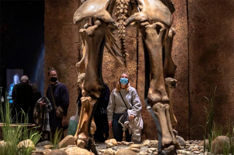 Det er godt set af folkene på Moesgaard at låne det sibiriske mammutskelet fra Skandinavisk Dyrepark og placere det i fortællingen om neandertalerne. Foto: Moesgaard Museum 
