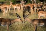 En længe planlagt safari kan være svær at droppe, selv om Udenrigsministeriet fraråder ikkenødvendige rejser.  Foto: Heidi Skibsted